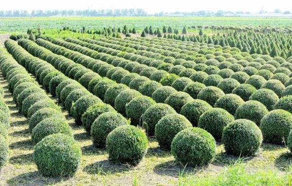 BUXUS (Bosso)
