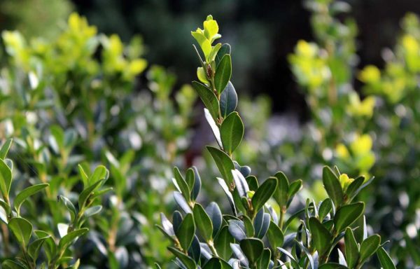 BUXUS (Bosso)